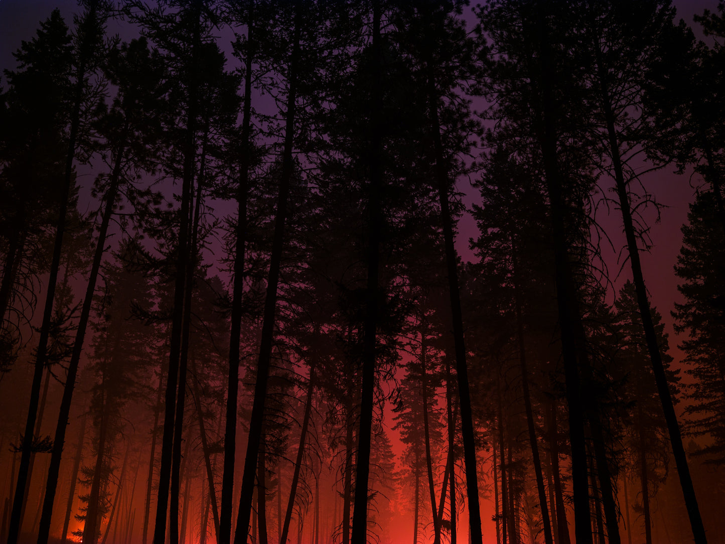 Forest Fire at Night