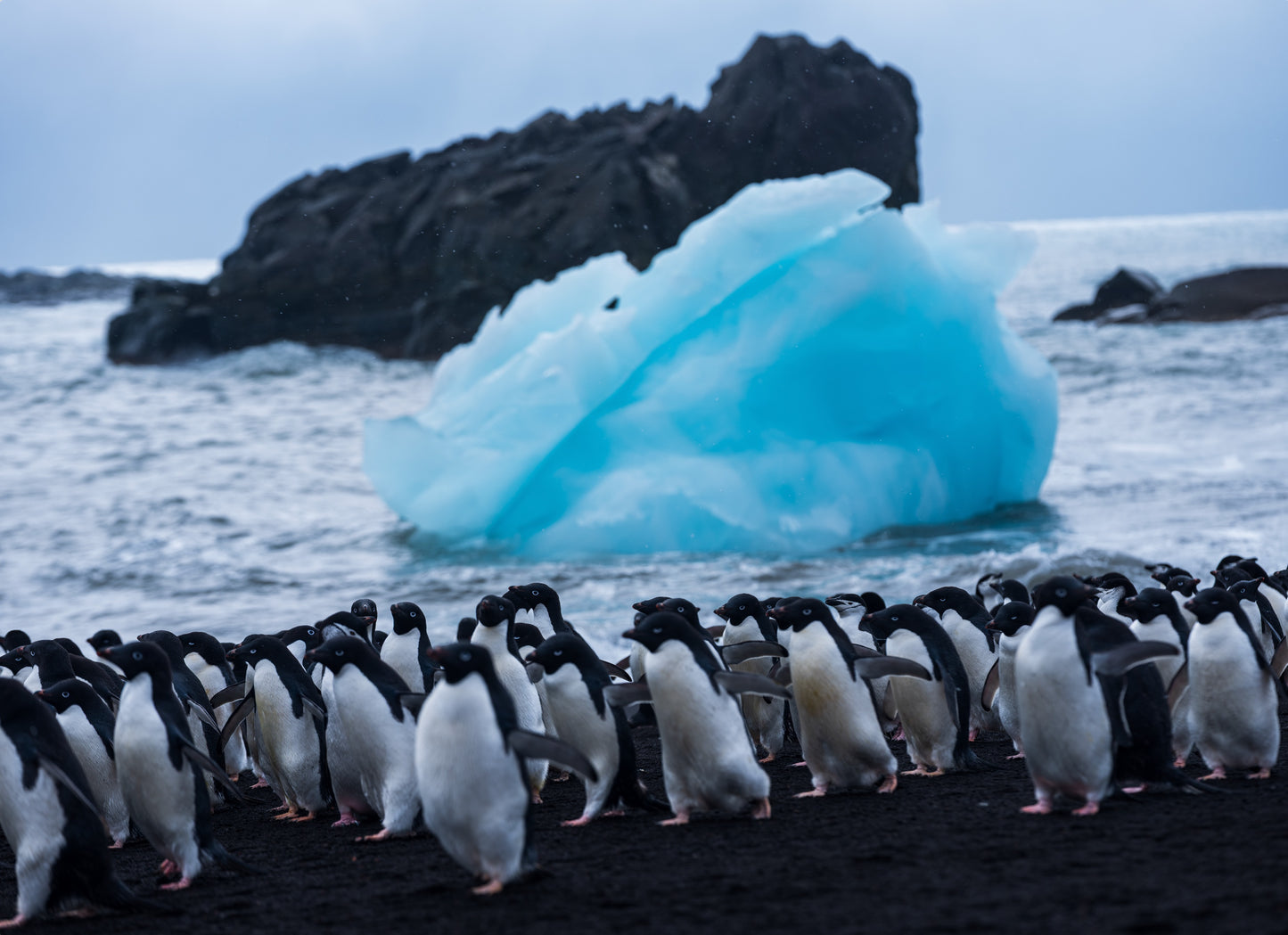Penguins on a Beach