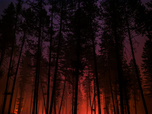 Forest Fire at Night