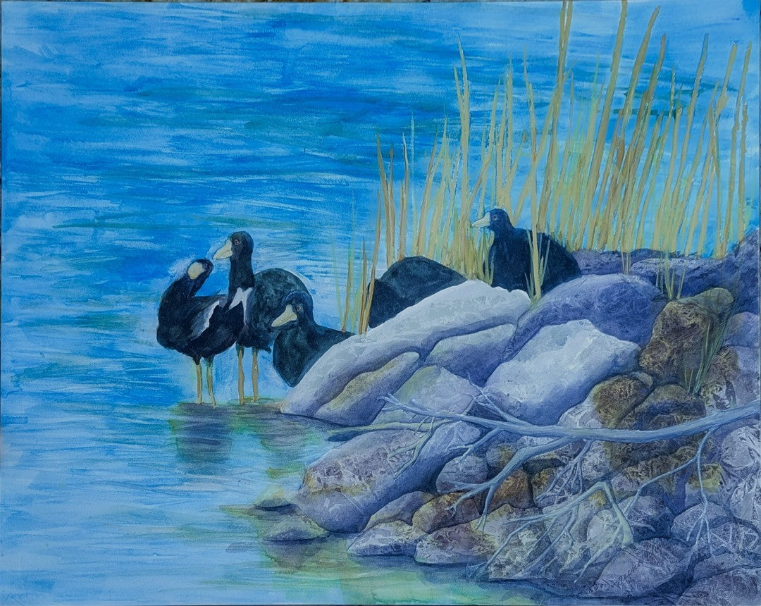 Coots Among Blue Waters