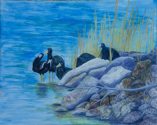 Coots Among Blue Waters